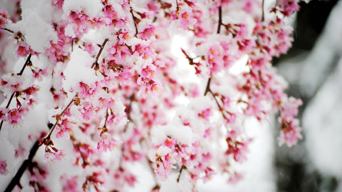frozen-cherry-blossom-kerasies - pagomenes - iaponia - hionia